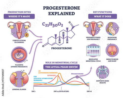 Progesterone brief diagram showing the hormones role in menstrual cycle and pregnancy, key objects, molecule, uterus, cycle chart. Outline diagram