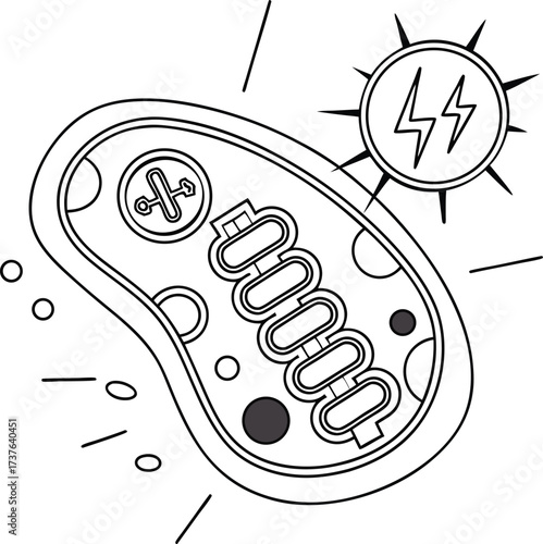 Dynamic chloroplast absorbing sunlight for vibrant photosynthesis, showcasing cellular energy production and biological processes in a clean, modern style.