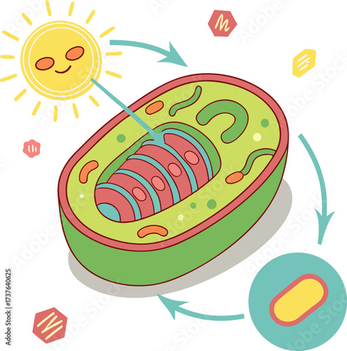 Vibrant illustration of photosynthesis occurring within a plant cell's chloroplast, powered by a smiling sun, showcasing energy transfer and cellular processes for educational appeal.