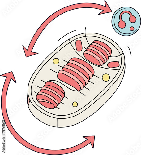 Dynamic illustration of cellular respiration process with arrows and mitochondria, perfect for educational science and biology resources.
