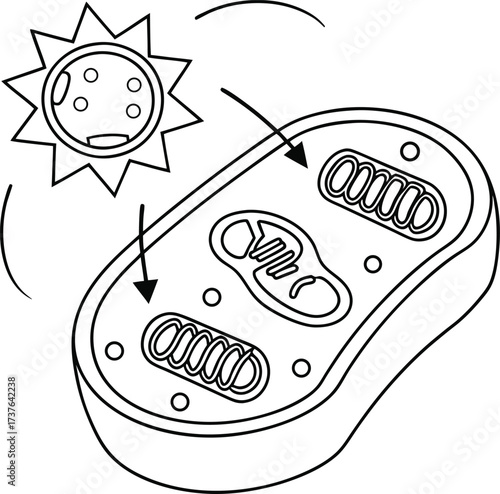 Captivating diagram illustrates photosynthesis process with sun energy fueling plant cell organelles for vital life functions and growth.