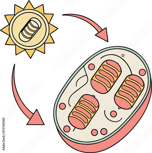 Illustrating cellular energy production with sun and mitochondria diagram, showcasing vital biological processes for educational and scientific communication
