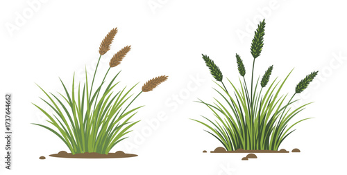 Tundra grass illustrated with brown and green stalks on transparent background