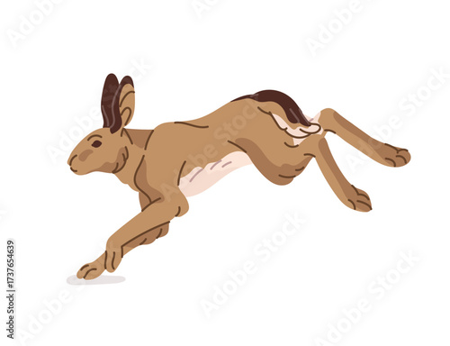 Cute jumping rabbit is rushing. Wild hare is running, hopping. Little bunny with long ears is leaping. Forest animal. Fauna, wildlife of woodland. Flat isolated vector illustration on white background