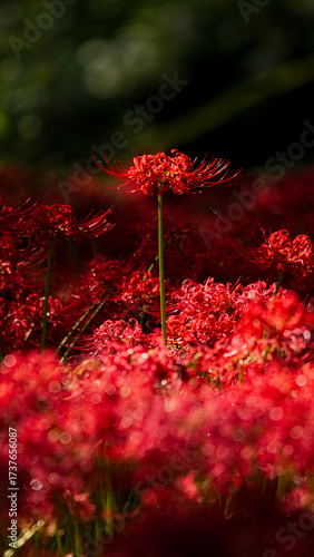 Higanbana / Autumn Flowers / Spectacular Scenery of Japan