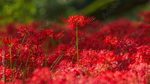 一輪の彼岸花　秋の花　絶景