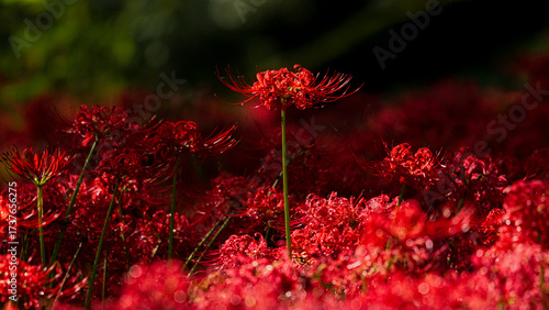 A single red spider lily / autumn flower / spectacular view