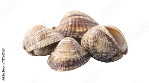 seashell isolated on white