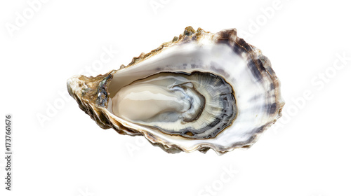 seashell isolated on white