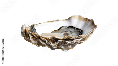 seashell isolated on white