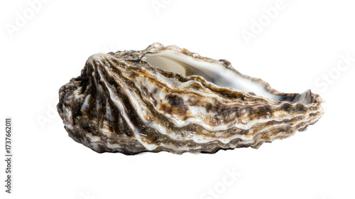 seashell isolated on white