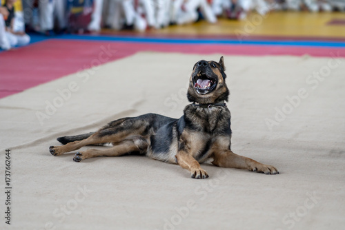 A casual shot of a German Shepherd (Anjing Helder), a guard dog, lying down after training. The image captures the loyal animal relaxing at its work station, conveying a sense of security and calm.