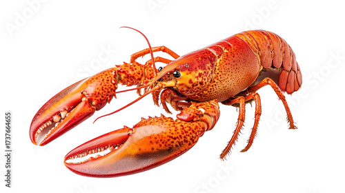 Bright Red Cooked Whole Lobster Isolated on White Background for Seafood Menus