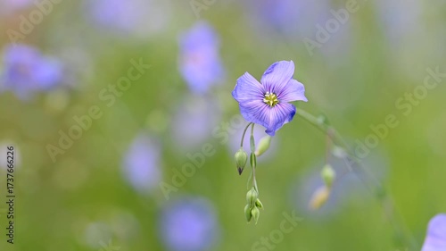 Video of flax flowers in a meadow