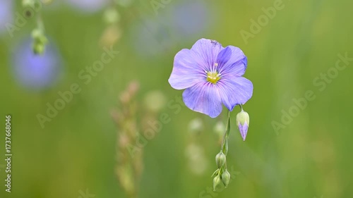 Video of flax flowers in a meadow