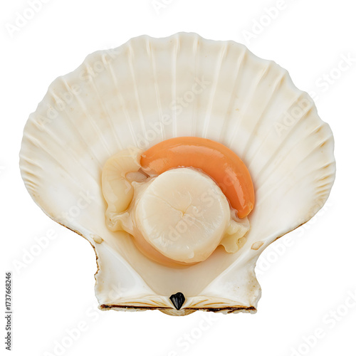 Raw Scallop in Shell Close Up with White and Orange Hues on Transparent Backdrop