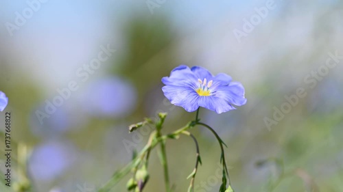 Video of flax flowers in a meadow