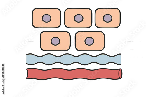 Microscopic view of human biological cells, tissue layers, blood vessel, and fluid channel