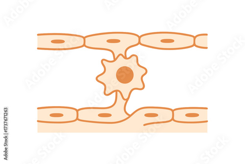 Immune cell migrating through blood vessel wall in a biological process