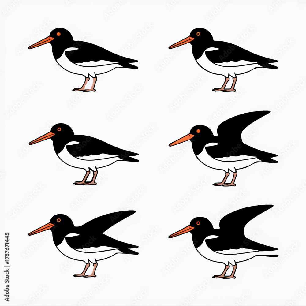 Fototapeta premium A beautiful varieties seabirds silhouette.