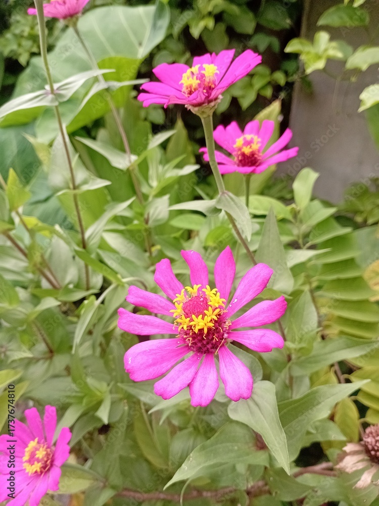 Obraz premium pink flowers in the garden