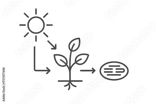 Plant growth and energy conversion from sunlight for organic matter production