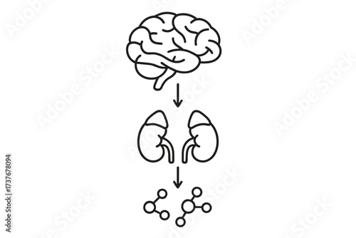 Brain-kidney axis and its influence on molecular processes in human physiology