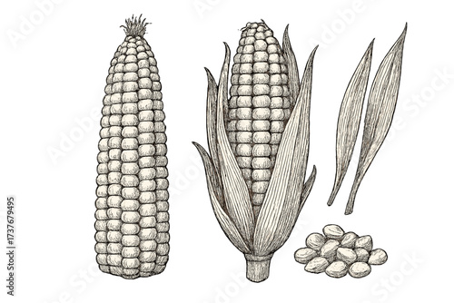 Vintage style corn cobs and kernels with leaves, agricultural food