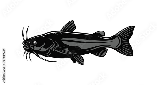 A detailed illustration of a dark colored catfish with barbels and fins clearly visible.