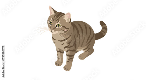 Realistic tabby cat with stripes on white background