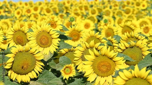 field with blooming sunflowers