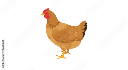 Realistic farm chicken side view with detailed feathers against white background