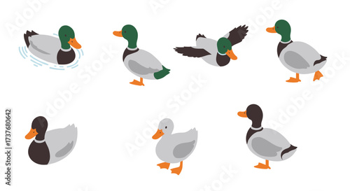 Mallard duck poses collection: swimming, walking, flying, and more