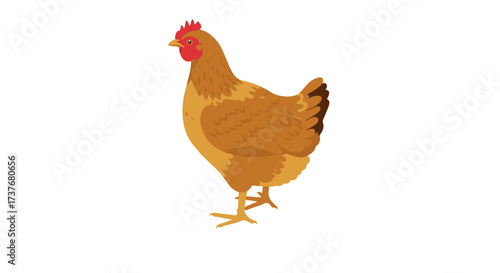 Colorful hen side view on white background