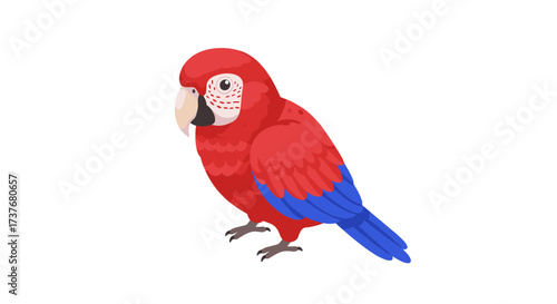 Colorful parrot drawing with red and blue feathers on white background