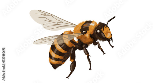 Realistic honey bee detailed flying insect with transparent wings