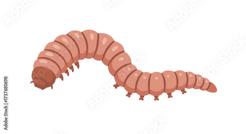 Realistic brown caterpillar on white background