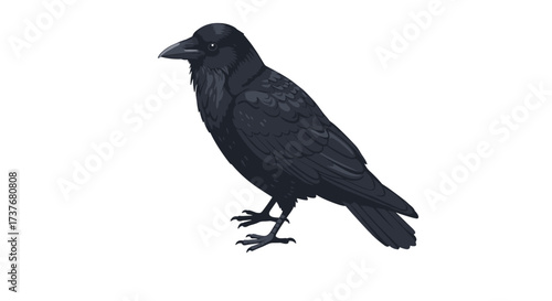 Detailed crow artwork on white background: realistic black bird design