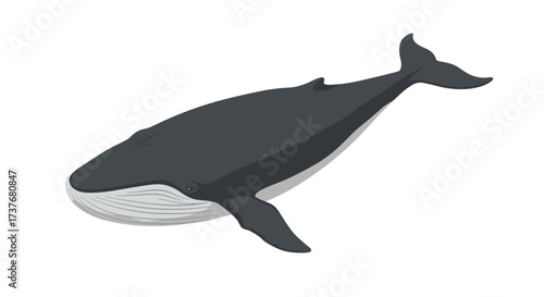 Realistic whale design with simple elements for ocean wildlife concepts