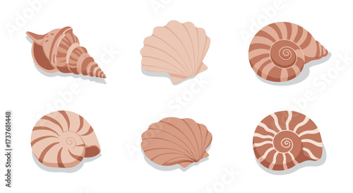 Collection of seashells with unique patterns in soft earth tones