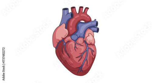 Detailed anatomical heart in flat style with vivid colors for educational use