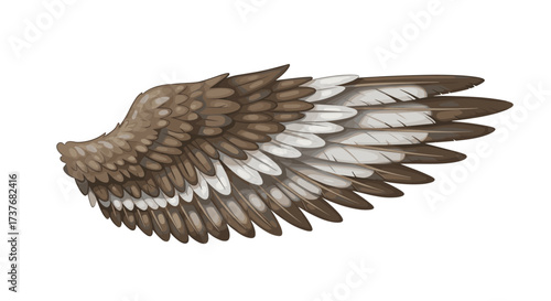 Detailed bird wing design with brown and white feathers on white background