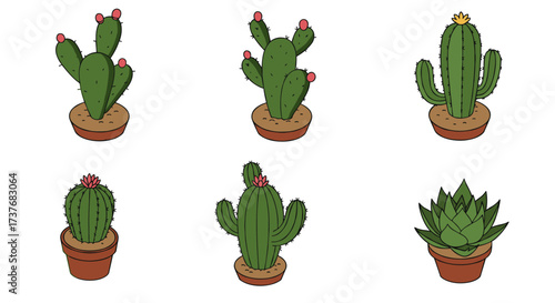 Diverse potted cactus collection featuring colorful blossoms