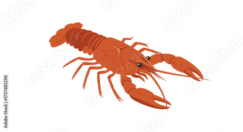 Realistic lobster illustration on white background with detailed texture and accurate anatomy