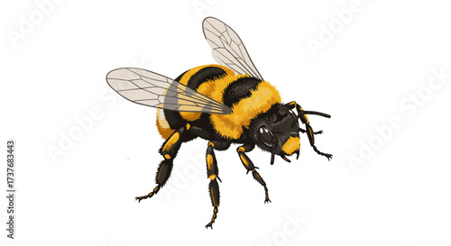 Detailed realistic bumblebee close-up with transparent wings