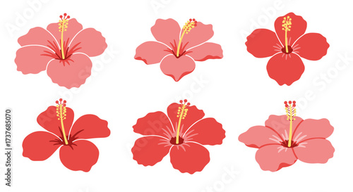 Collection of hibiscus blossoms in vibrant red and pink tones
