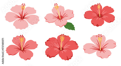 Beautiful hibiscus flowers collection in various shades of pink and red