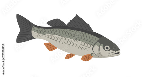 Detailed carp drawing with neutral background and realistic design
