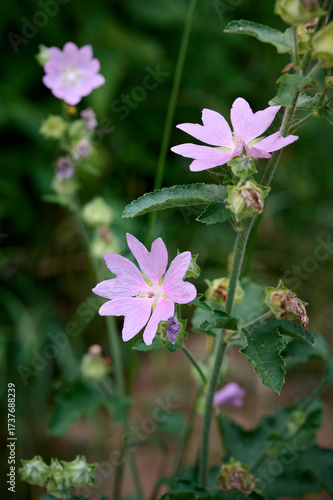 Pink Malva thuringiaca (Lavatera thuringiaca) blooms in the wild.