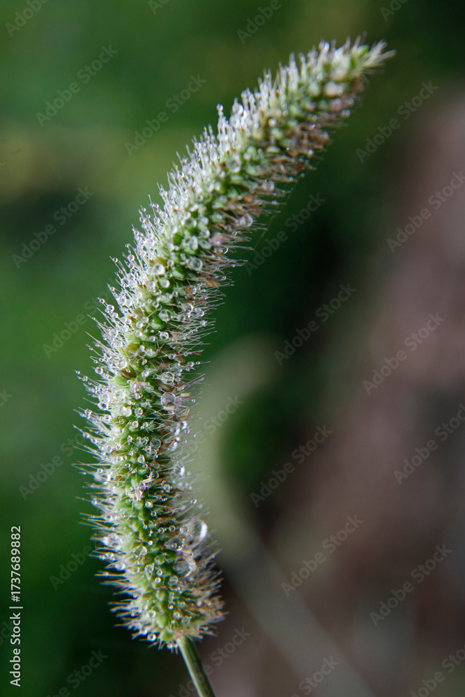 Naklejka premium Close-up of plant leaves with morning dew